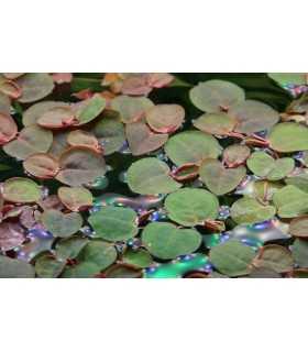 PHYLLANTHUS FLUITANS (IN VITRO CUP)
