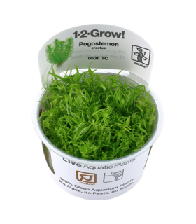 POGOSTEMON ERECTUS DECCANENSIS (IN VITRO CUP)