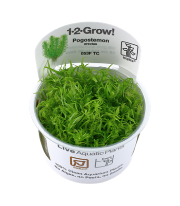 POGOSTEMON ERECTUS DECCANENSIS (IN VITRO CUP)