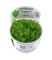POGOSTEMON ERECTUS DECCANENSIS (IN VITRO CUP)