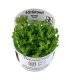 AMMANIA BONSAI (ROTALA INDICA) IN VITRO CUP