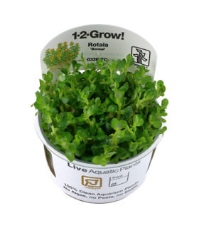 AMMANIA BONSAI (ROTALA INDICA) IN VITRO CUP