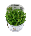 AMMANIA BONSAI (ROTALA INDICA) IN VITRO