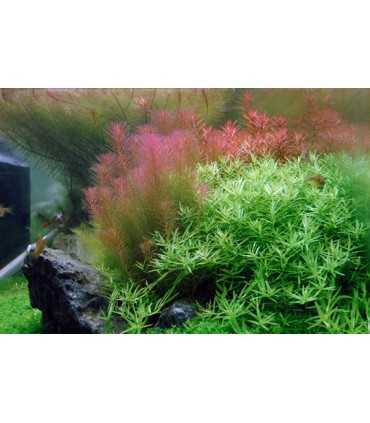 ROTALA WALLICHII (IN VITRO)