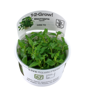 STAUROGYNE REPENS (IN VITRO CUP)