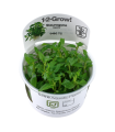 STAUROGYNE REPENS (IN VITRO CUP)