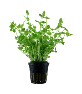 LINDERNIA ROTUNDIFOLIA