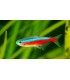 TETRA CARDENAL M (10 und)