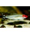 TETRA BORRACHITO 2,5 CM