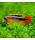 APISTOGRAMA AGASSICII DOUBLE RED