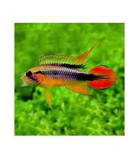 APISTOGRAMA AGASSICII DOUBLE RED