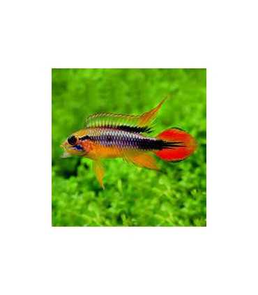APISTOGRAMA AGASSICII DOUBLE RED