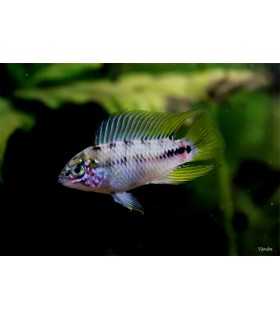 APISTOGRAMA BORELLI (2 und)