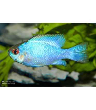 RAMIREZI AZUL ELECTRICO (2und)