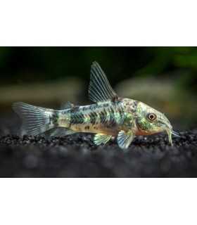 CORYDORA PALEATUS PIMIENTA (5 und)