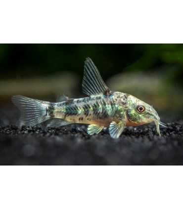 CORYDORA PALEATUS PIMIENTA (5 und)