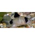 CORYDORA PANDA (5 und)