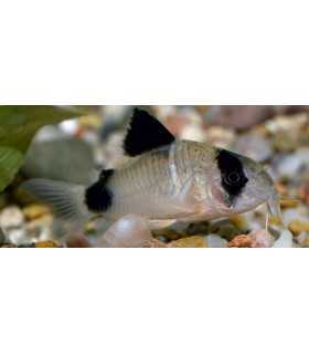 CORYDORA PANDA (5 und)