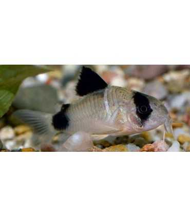 CORYDORA PANDA (5 und)