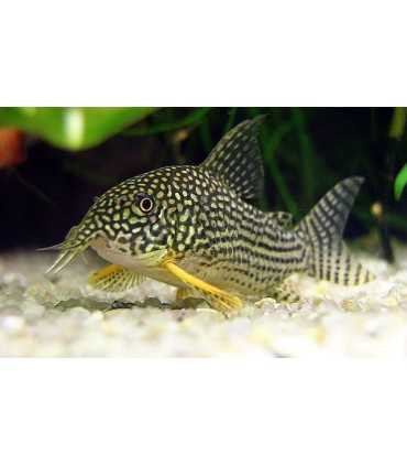 CORYDORA STARBAI (5 und)