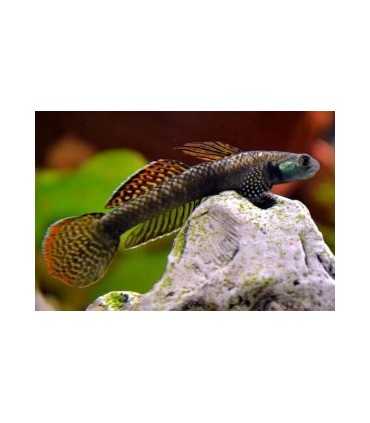 GOBIO ARCOIRIS (1 und)