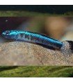 GOBIO BLUE