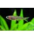 POPONDETA FURCATA (5 und)