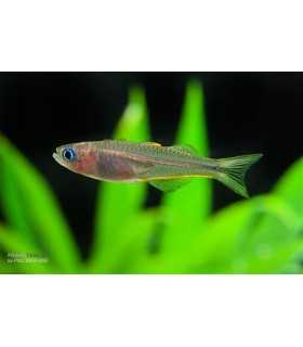 POPONDETA FURCATA (5 und)