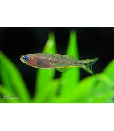 POPONDETA FURCATA (5 und)