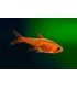 TETRA AMBAR (10 und)