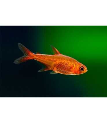 TETRA AMBAR (10 und)