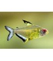 TETRA LIMON 2,5 CM