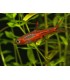 RASBORA BORARAS (5 und)
