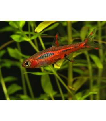 RASBORA BORARAS (5 und)