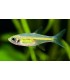 RASBORA KUBOTAI (5 und)
