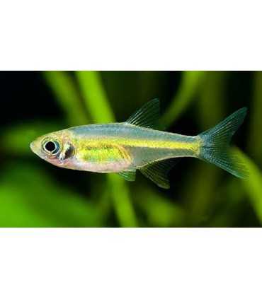 RASBORA KUBOTAI (5 und)