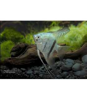 ESCALAR RIO ITAYA BLUE (5 und)