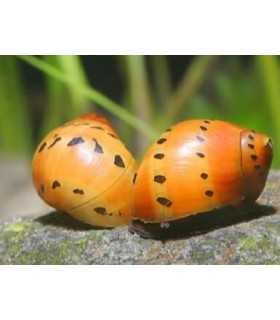 CARACOL CEBOLLA (5 und)