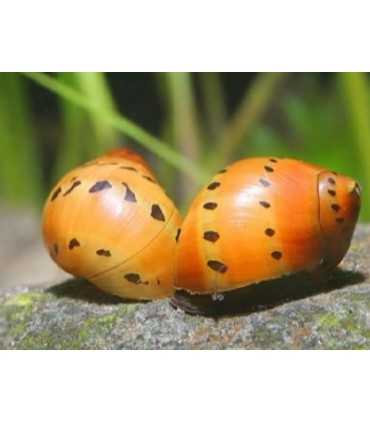 CARACOL CEBOLLA (5 und)