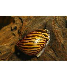NERITINA CEBRA (5 und)
