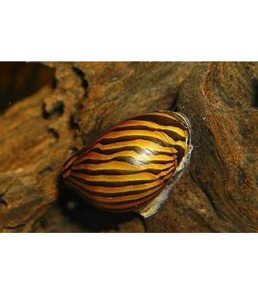 NERITINA CEBRA (5 und)