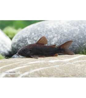 CORYDORA BLACK VENEZUELA (5 und)