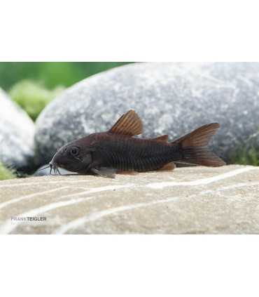 CORYDORA BLACK VENEZUELA (5 und)