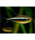 TETRA NEON BLACK (10 und)