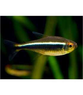 TETRA NEON BLACK (10 und)
