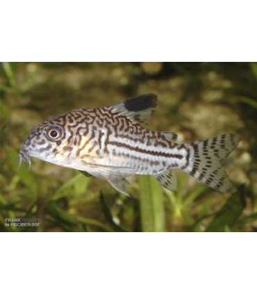 CORYDORA JULII (5 und)