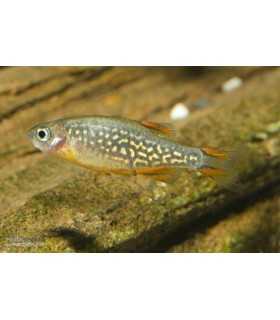 RASBORA GALAXY (5 und)