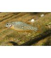 RASBORA GALAXY