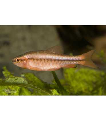 BARBO CEREZA (5 und)