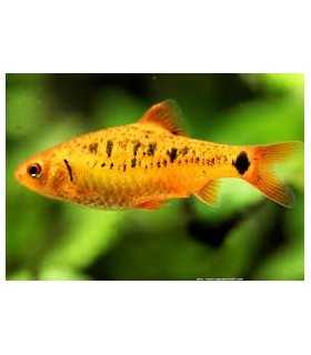 BARBO SHUBERTI (5 und)